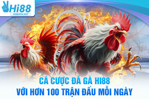 Cá cược đá gà Hi88 với hơn 100 trận đấu mỗi ngày