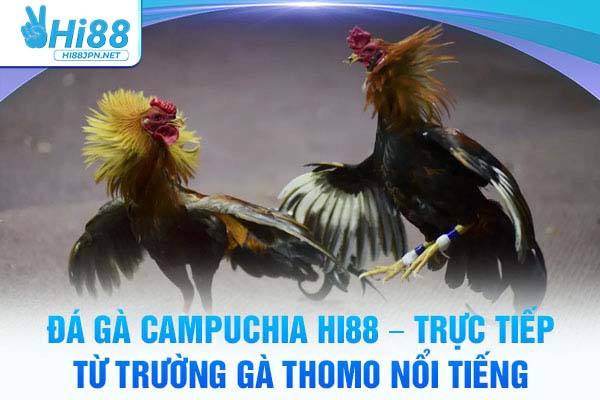 Đá Gà Campuchia Hi88 – Trực Tiếp Từ Trường Gà Danh Tiếng