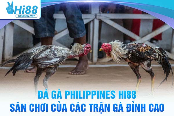 Đá Gà Philippines Hi88 – Sân Chơi Của Các Trận Gà Đỉnh Cao