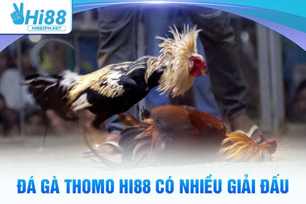 Đá gà thomo Hi88 có nhiều giải đấu