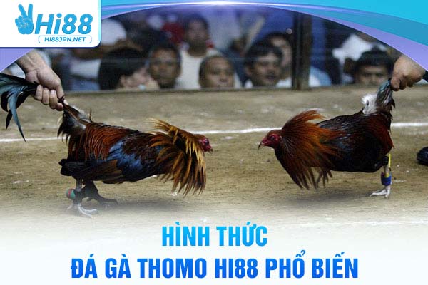 Hình thức đá gà thomo Hi88 phổ biến