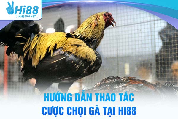 Thao tác cược đá gà Philippines Hi88