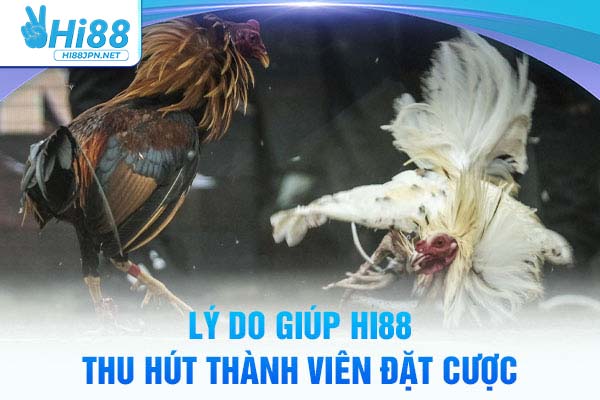 Lý do giúp đá gà Philippines Hi88 hút khách
