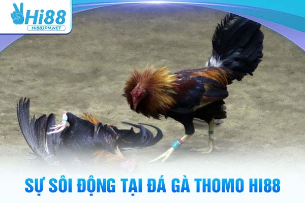 Sự sôi động tại đá gà thomo Hi88