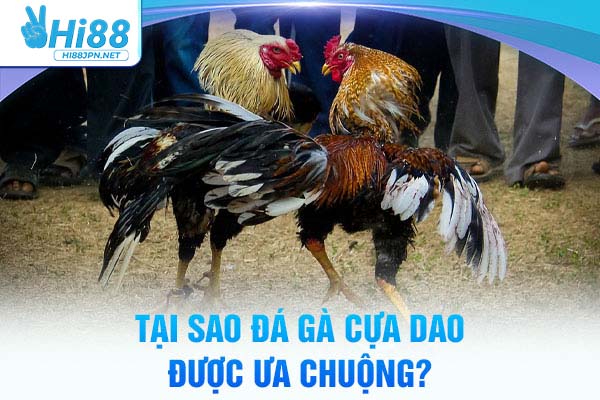 Tại sao đá gà cựa dao Hi88 được ưa chuộng?