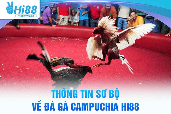 Thông tin sơ bộ về đá gà campuchia HI88